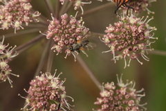 Muscidae
