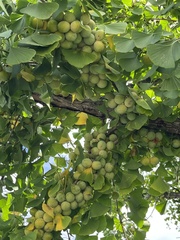 Ginkgo biloba