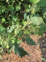 Scrophularia grandiflora