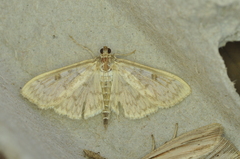 Herpetogramma aquilonalis