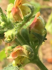 Scrophularia grandiflora