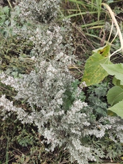 Artemisia austriaca