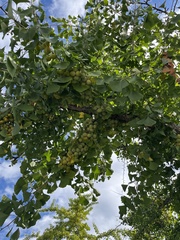Ginkgo biloba