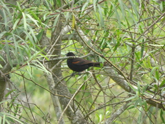 Icterus pyrrhopterus