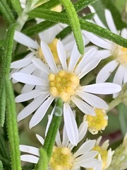 Olearia