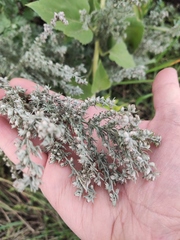 Artemisia austriaca