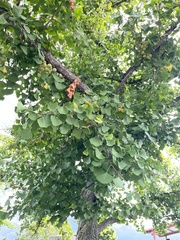 Ginkgo biloba