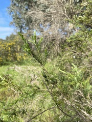 Melaleuca lanceolata