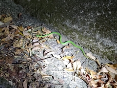 Trimeresurus stejnegeri