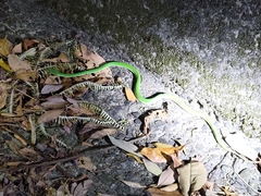 Trimeresurus stejnegeri