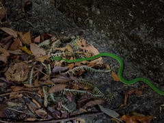 Trimeresurus stejnegeri