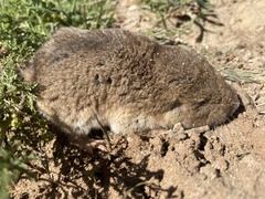 Cryptomys hottentotus