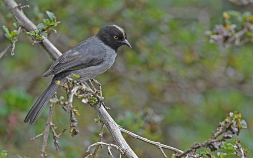 Black-headed Hemispingus (Pseudospingus verticalis), photo 7