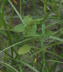Amaranthus viridis