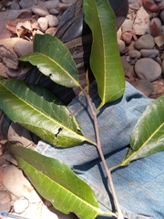 Moraceae