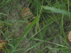 Urochloa subquadripara