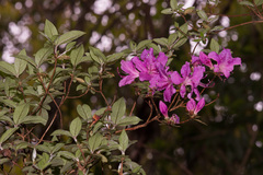 Rhododendron noriakianum
