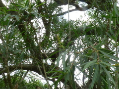 Sapium haematospermum