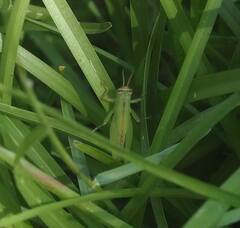 Pseudoxya diminuta