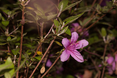Rhododendron noriakianum