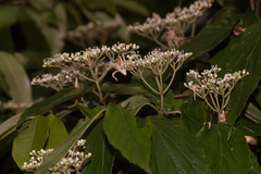Viburnum luzonicum