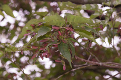 Acer caudatifolium