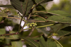 Elaeocarpus japonicus