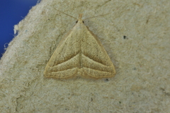 Macrochilo absorptalis