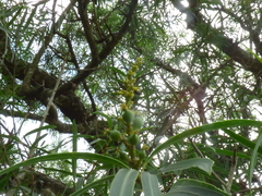 Sapium haematospermum