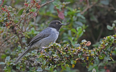 Pseudospingus verticalis