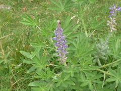 Lupinus albescens