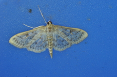 Herpetogramma aquilonalis