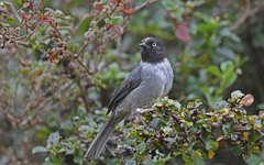 Pseudospingus verticalis