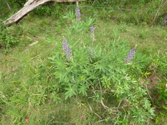 Lupinus albescens