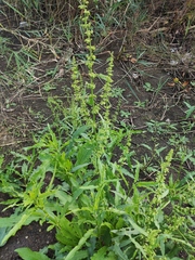 Rumex stenophyllus