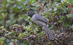 Pseudospingus verticalis