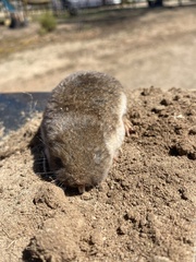 Cryptomys hottentotus