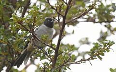 Pseudospingus verticalis