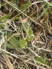 Blechnum penna-marina