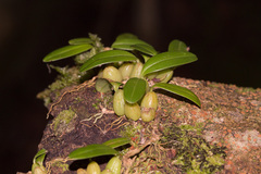 Bulbophyllum retusiusculum