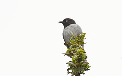 Pseudospingus verticalis
