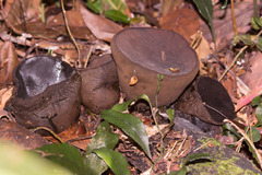 Trichaleurina tenuispora