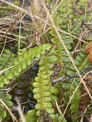 Blechnum penna-marina