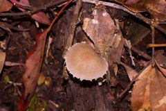 Verrucosporaceae