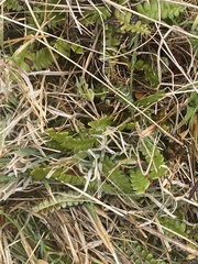 Blechnum penna-marina