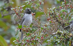 Pseudospingus verticalis