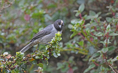 Pseudospingus verticalis