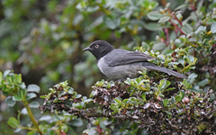 Pseudospingus verticalis