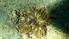 Condylactis aurantiaca