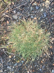 Festuca gracillima